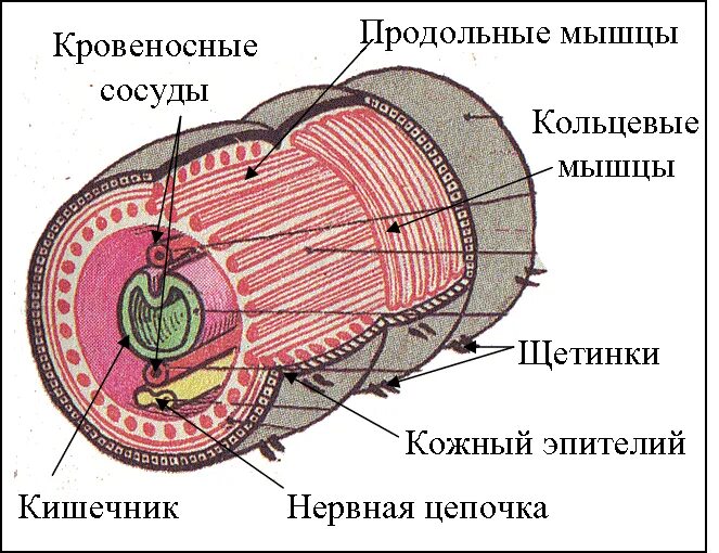Мускульный мешок круглых червей. Строение кожно мускульного мешка у кольчатых червей. Поперечное сечение кольчатого червя. Строение кожно-мускульного мешка у червей. Строение покровов кольчатых червей.