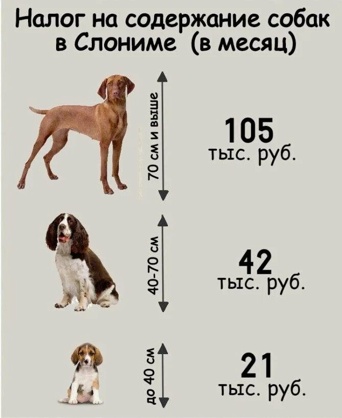 Через сколько месяцев собака. Налог на собак. До какого возраста растут собаки крупных пород. До какого возраста растут собаки мелких пород. Параметры собаки.