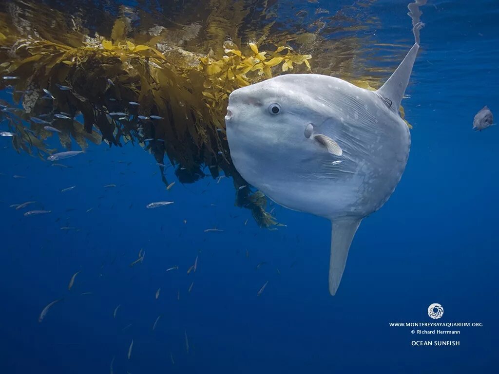 Обыкновенная Луна-рыба Mola Mola. Рыба Луна мола мола. (Mola Mola) рыба солнца. Океанская Солнечная рыба (Mola Mola).