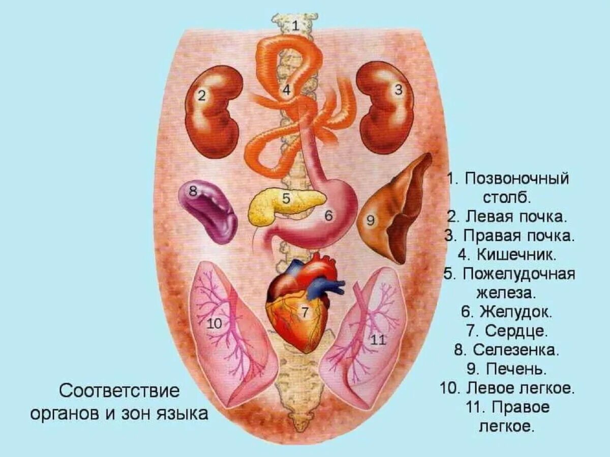 Язык человека определить болезнь. Проекция внутренних органов на языке. Заболевания органов по языку.