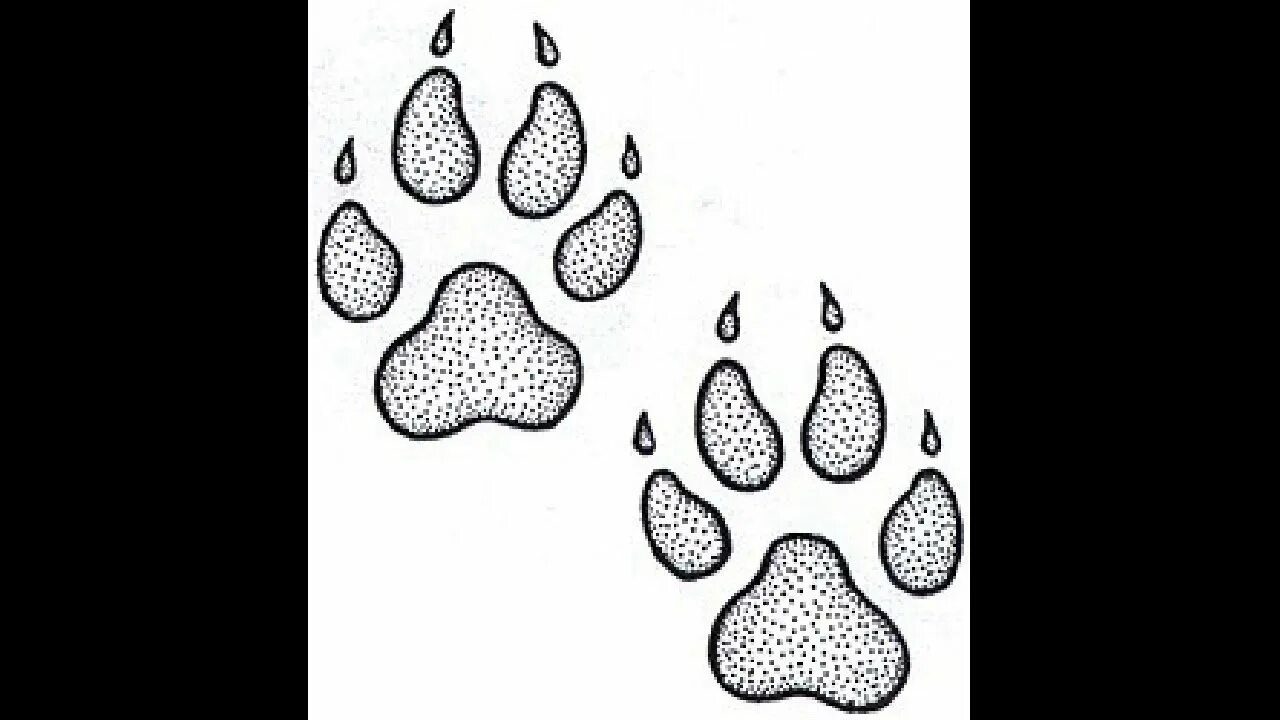 Следы волков. След красного волка. Отпечаток лапы волка. Лапки арт. Следы волка на снегу.