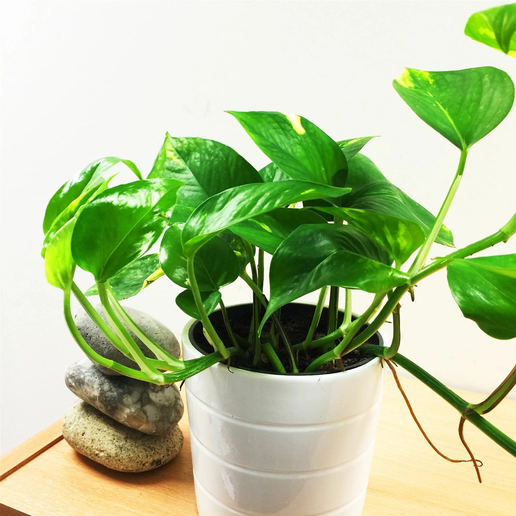 Discover the best faux plants products on Dwell - Dwell