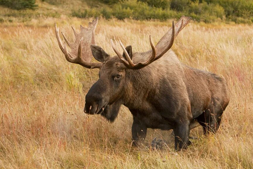 Лоси в америке. Лось Северной Америки. Европейский Лось alces alces. Североамериканский Лось. Лось Восточно Сибирский Сохатый.