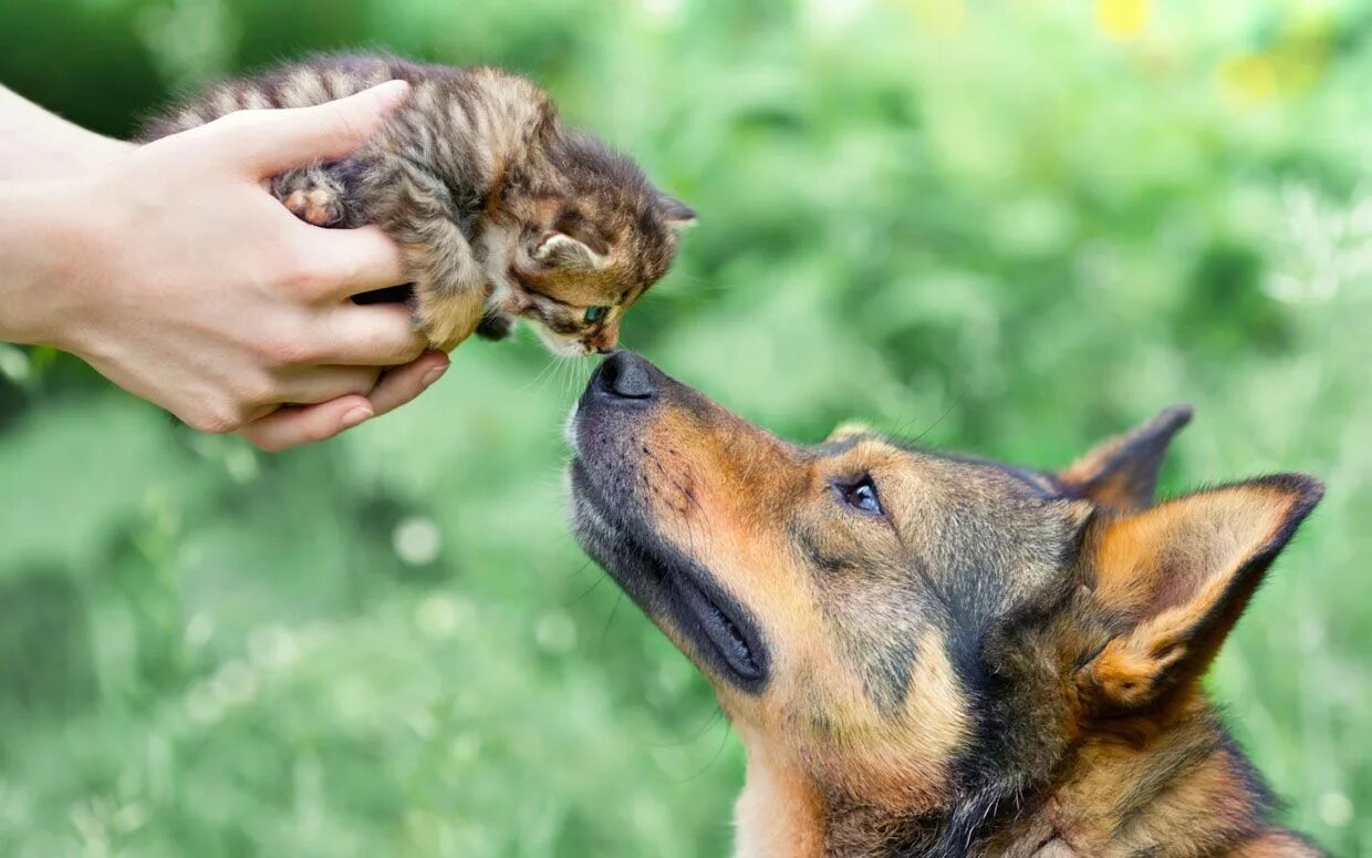 Friends for pets. Собака друг человека. Животные друзья человека. Дружба собаки и человека. CJ,frrf lheu xtkjdtrf.