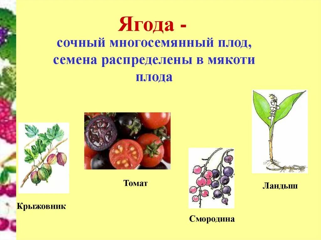 Плод ягода имеет растение. Сухие многосемянные плоды помидор. Сочные многосемянные плоды ягода. Смородина сухие многосемянные плоды. Плод многосеменной томат.