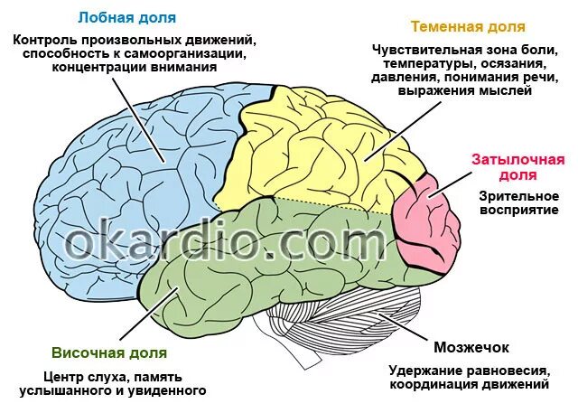 Какие зоны в лобной доле. Зоны лобной доли мозга. Функции лобной доли головного мозга.