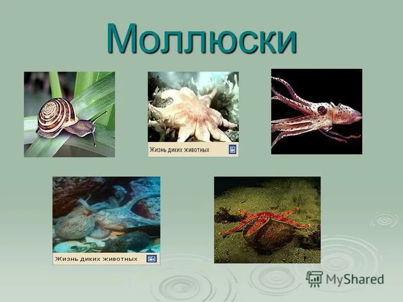 Моллюски это группа животных. Группа моллюски. животные класса моллюски. беспозвоночные животные моллюски. моллюски царство.