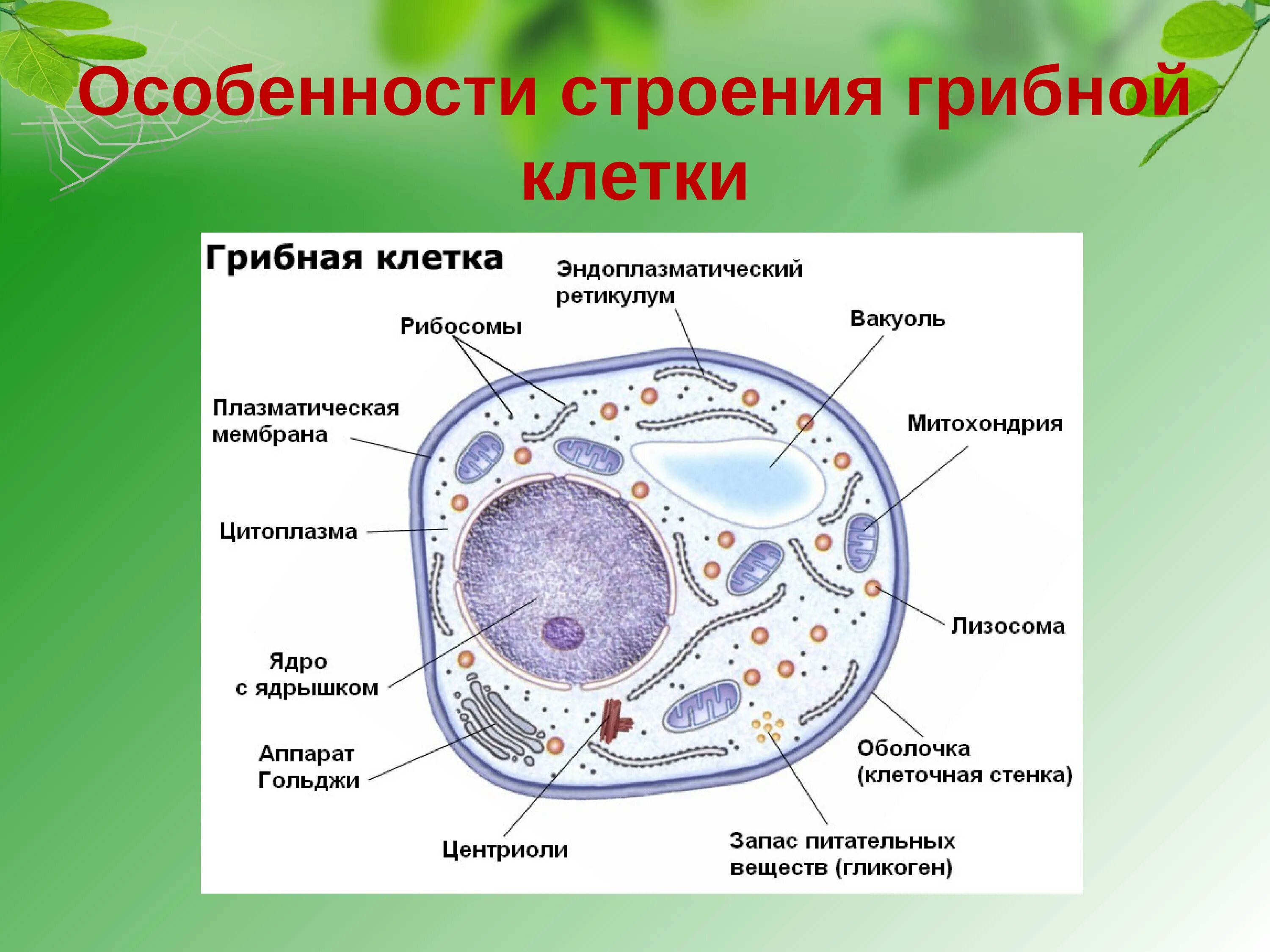 Делятся ли клетки. Строение эукариотической клетки грибов. Строение клетки подпишите органоиды грибной клетки.. Грибная клетка строение и функции органоидов. Особенности строения клетки гриба.