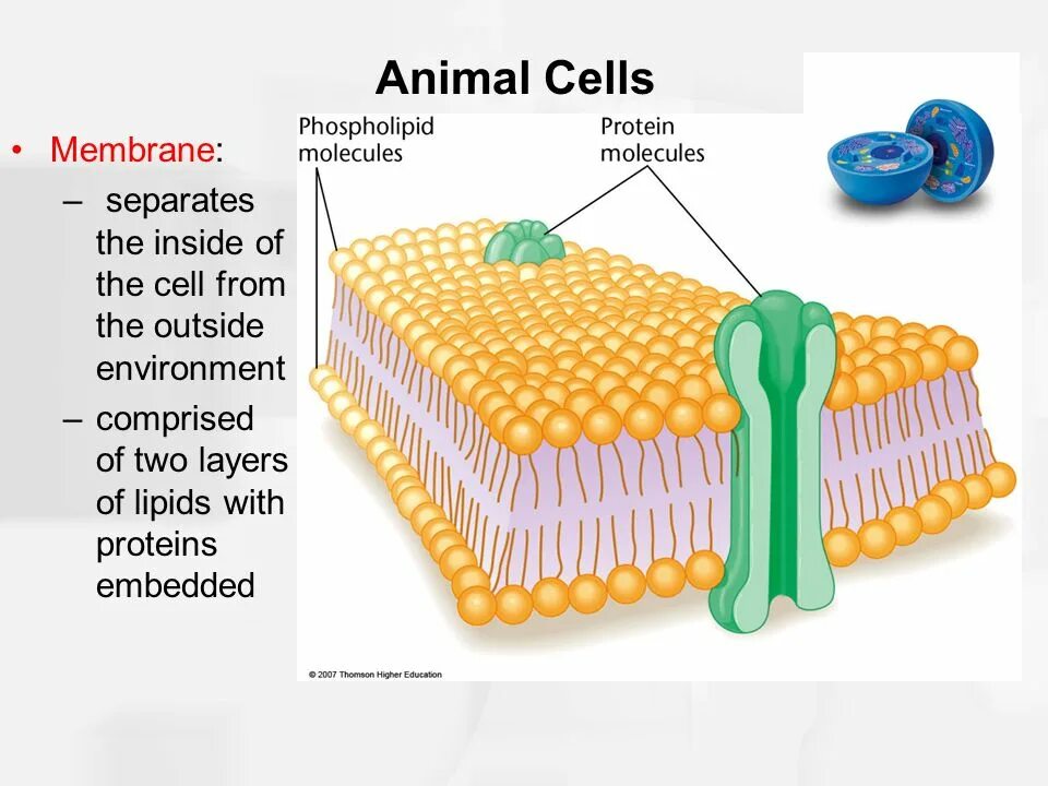 Cell membrane. Membrane lipids. Cell membrane lipid layer. Protein layers of the Cell membrane. Two layer