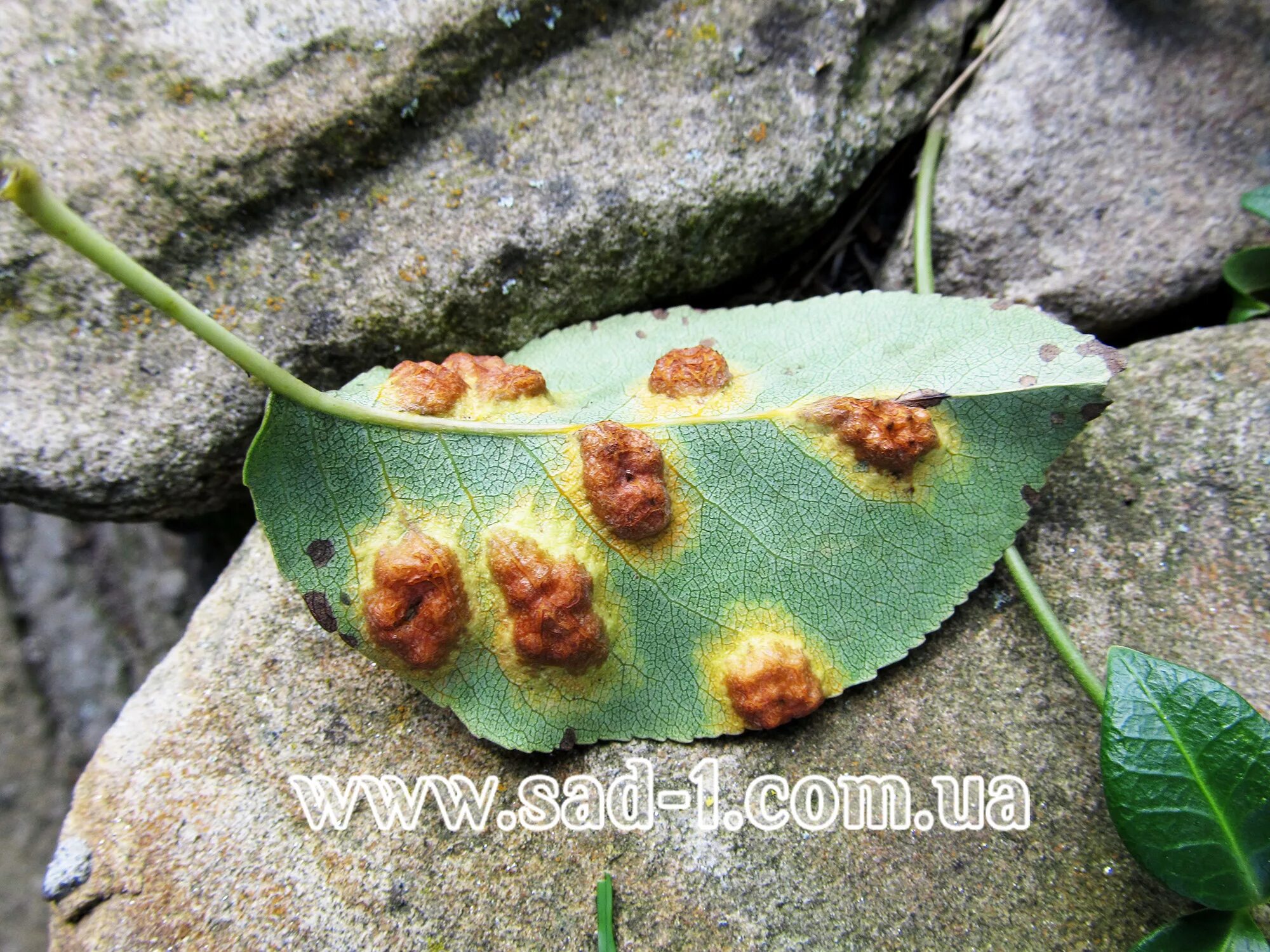 Ржавчина меры борьбы. Ржавчина яблони Gymnosporangium tremelloides Hartig. Энтомоспориоз груши. Ржавчина груши (ржавчинный гриб). Ржавчина груши (ржавчинный гриб) хозяева.