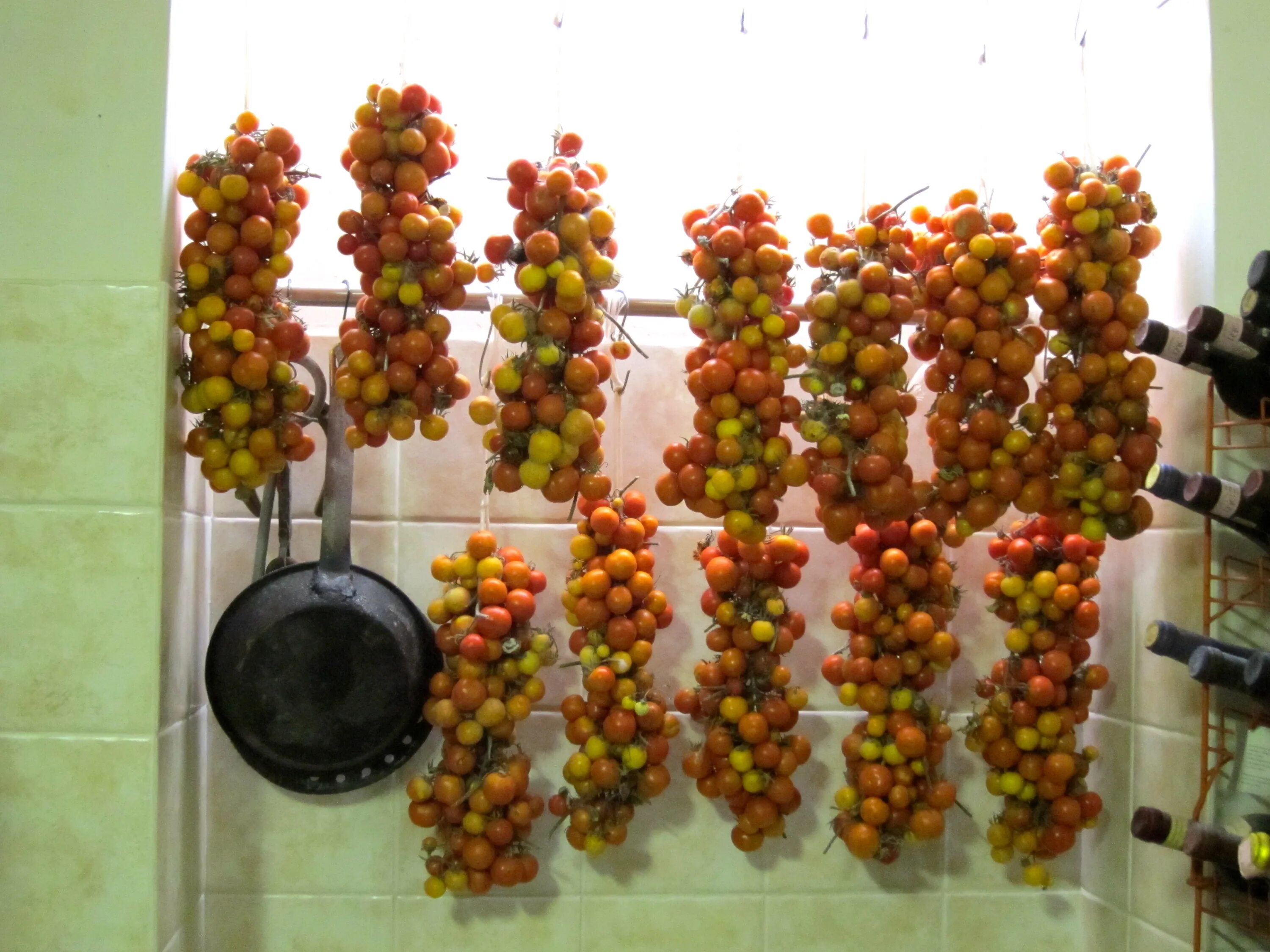 Хранение помидоров в домашних условиях. Дозаривание томатов. Хранение помидоров. Помидоры на ветке. Подвешенные помидоры.