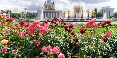 Где хорошие цветы