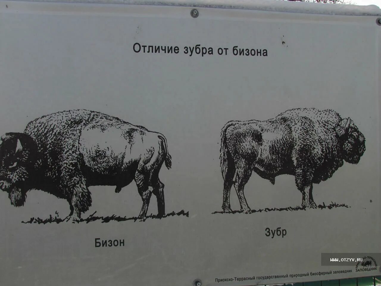 Отличие зубра от бизона. Отличие зубра от бизона. Зубр и бизон разница. Зубр и буйвол разница. Отличие зубра от бизона.