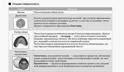 Хорда образуется из зародышевого листка