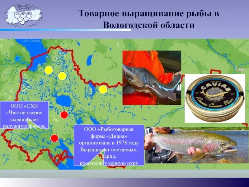 Рыбы Вологодской области. Рыбоводство в Вологодской области. Форель в Вологодской области. Виды рыб Вологодской области. Рыбалка на озерах вологодской области