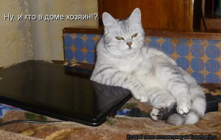 Анекдоты про кошек. Теперь быстро поймет кто в доме хозяин. Дом там где ждут картинки. Взгляд собаки цитаты. Парень собственник.