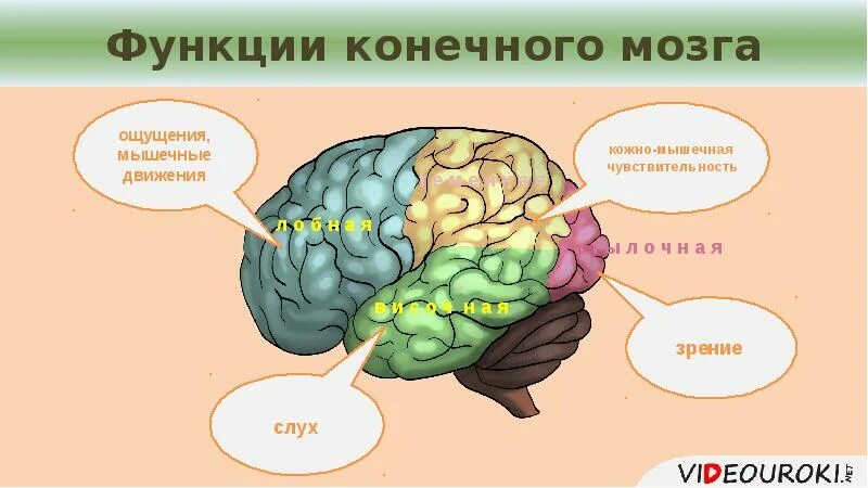 Brain sense. Конечный мозг строение и функции. Конечный отдел головного мозга функции. Функции отделов конечного мозга. Особенности строения конечного мозга.