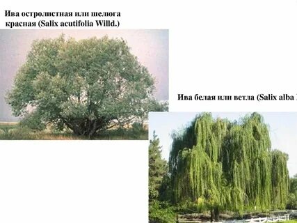 Белая ива сканворд