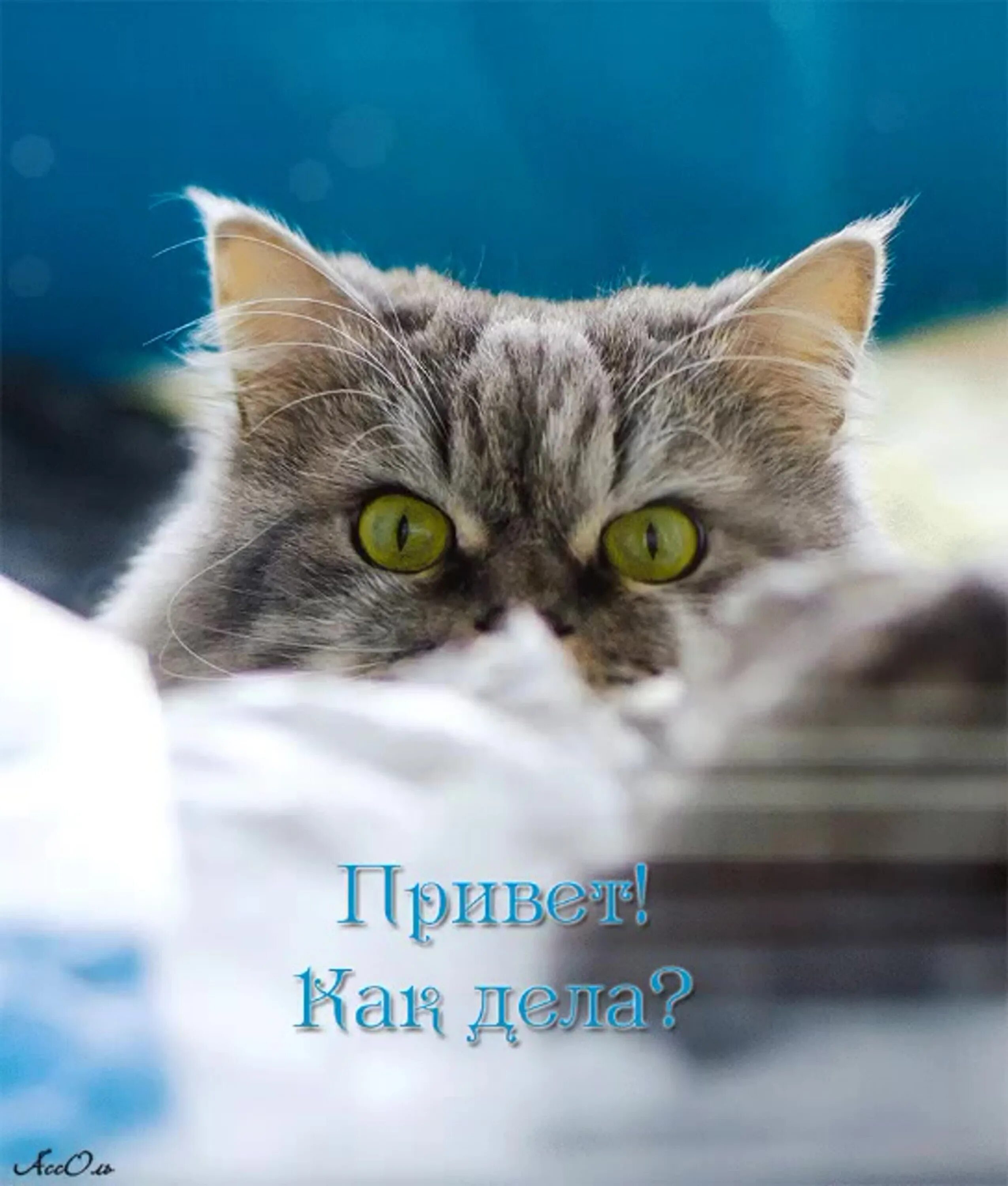 Открытка привет, приветик! Открытка с прикольной девочкой! Открытка привет со см