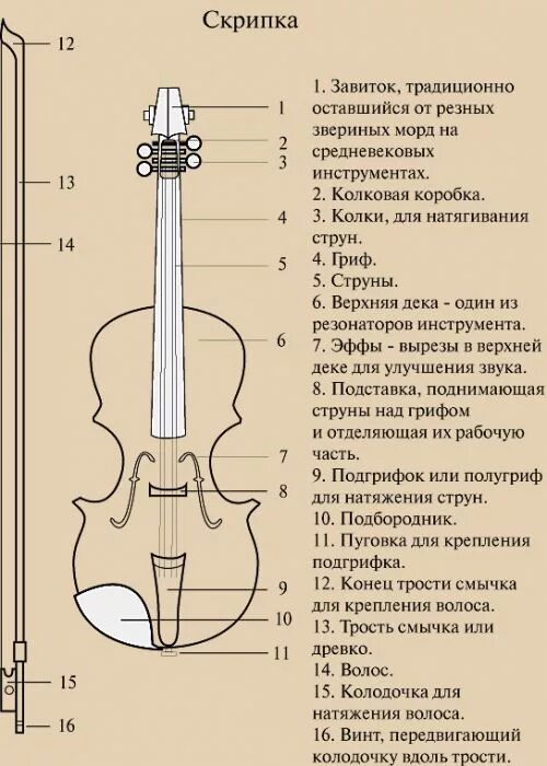 Составные части скрипки схема. Строение виолончели схема. Скрипка чертеж вид сбоку. Строение скрипки.