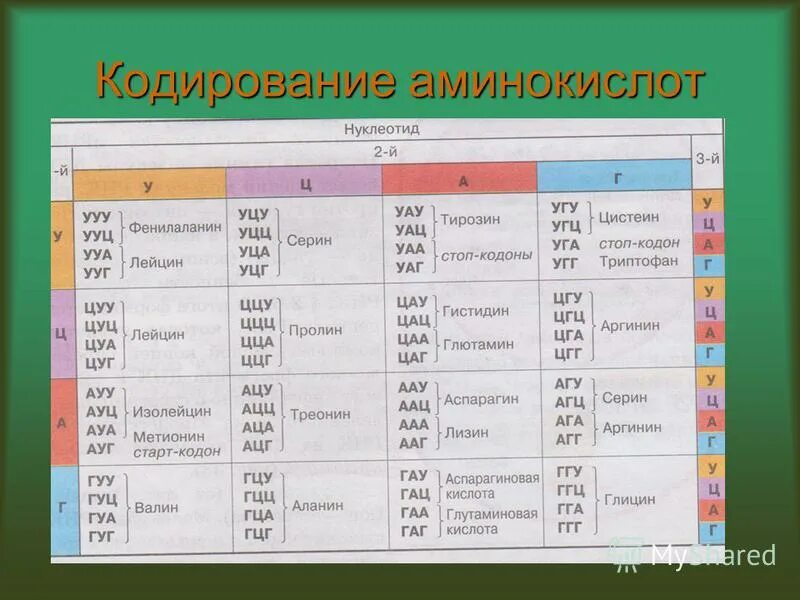 Триплеты кодирующие аминокислоты. Таблица закодированных аминокислот. Таблица триплетов генетического кода днк. Таблица аминокислот и триплетов. Аминокислоты днк и рнк таблица.