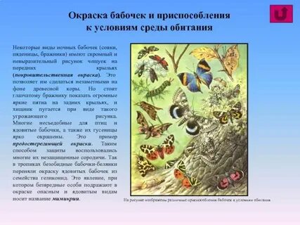 Приспособление насекомых
