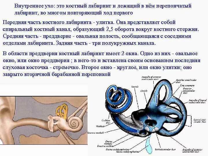 Костный и перепончатый Лабиринт внутреннего уха. Внутреннее ухо костный и перепончатый лабиринты. Строение костного и перепончатого Лабиринта внутреннего уха. Внутреннее ухо костный Лабиринт перепончатый Лабиринт. Внутреннее ухо кратко