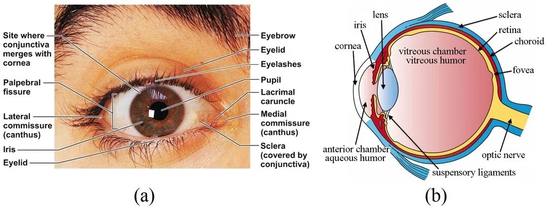 Глаз как переводится. Анатомия глаза. Eye structure. External structure of the Eye. Глаз анатомия кровоподтек.