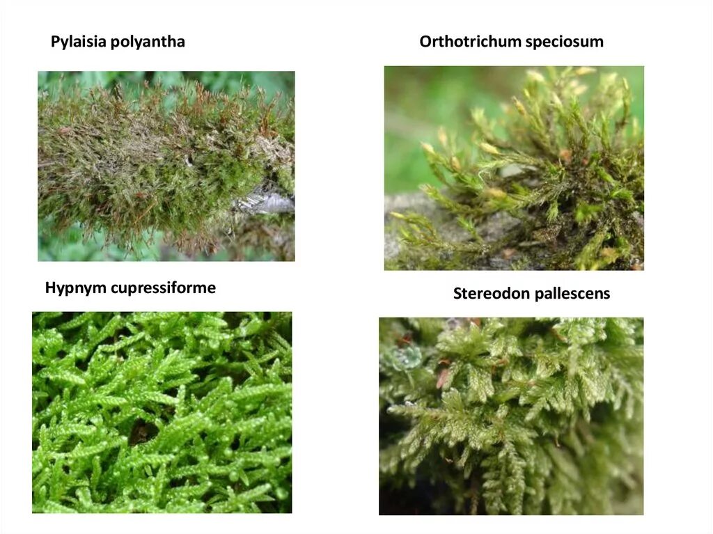 Пилезия polyantha. Мох ортотрихум. Высшие споровые. Споровые растения.