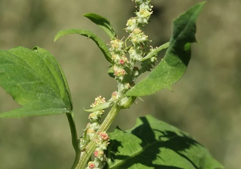 Лебеда (atriplex). Лебеда раскидистая. Лебеда садовая съедобная. Лебеда садовая съедобная. Лебеда (марь обыкновенная, марь белая).