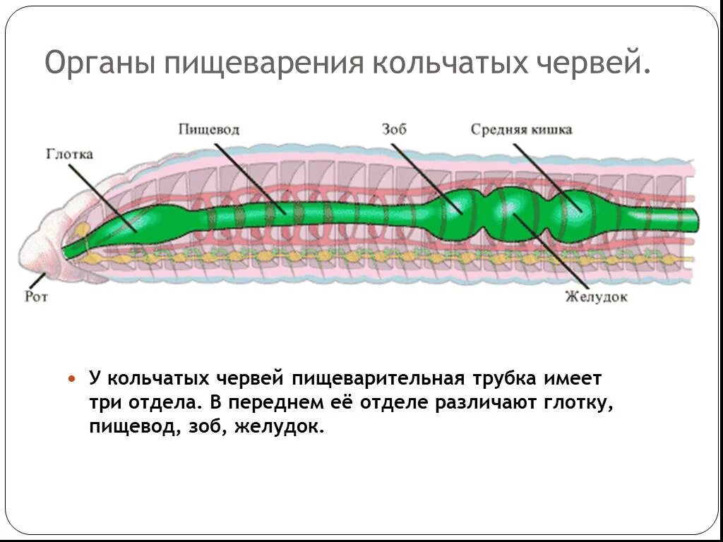 Пищеварительная система кольчатого червя схема. Отделы пищеварительной системы кольчатых червей. Сквозная пищеварительная система у кольчатых червей. Строение пищеварительной системы кольчатых червей. Пищевод зоб