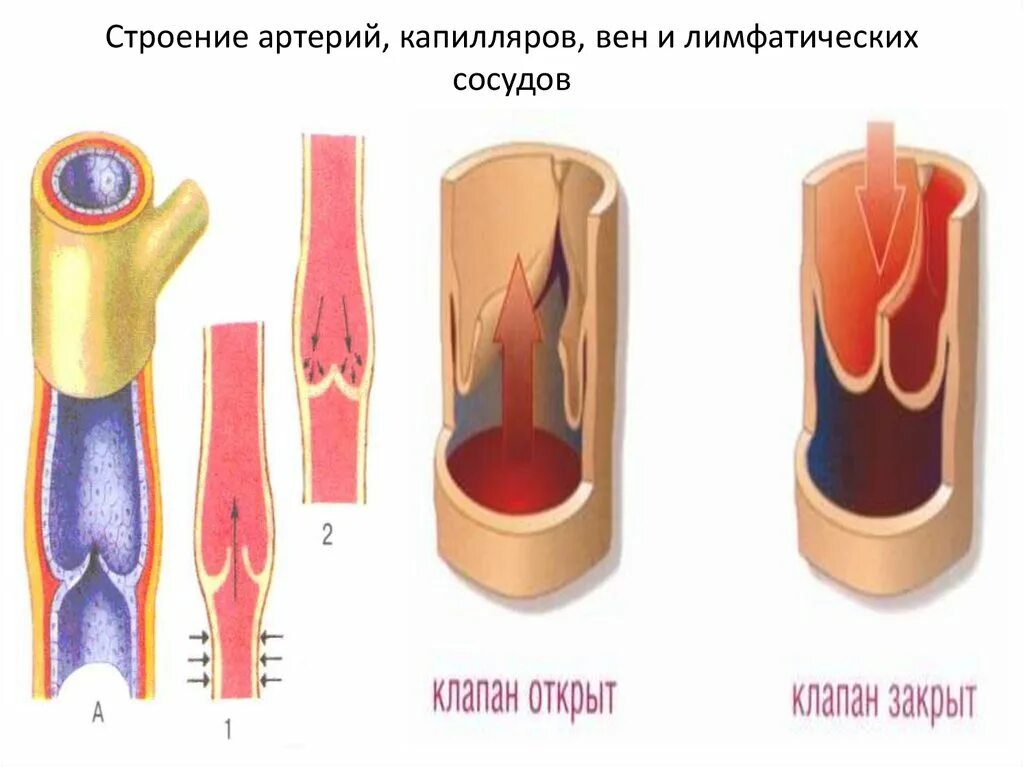 Строение капилляров 8 класс. Кровеносные сосуды вена с кармановидными клапанами. строение лимфатического сосуда анатомия. строение артерий вен и капилляров. строниеартеий вен капилляров.