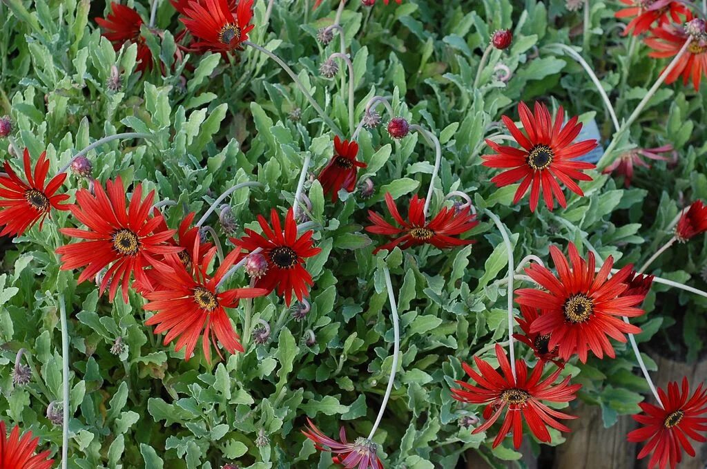 Арктотис выращивание. Арктотис и гацания. Арктотис арлекин. Цветы арктотис арлекин. Арктотис и гацания.