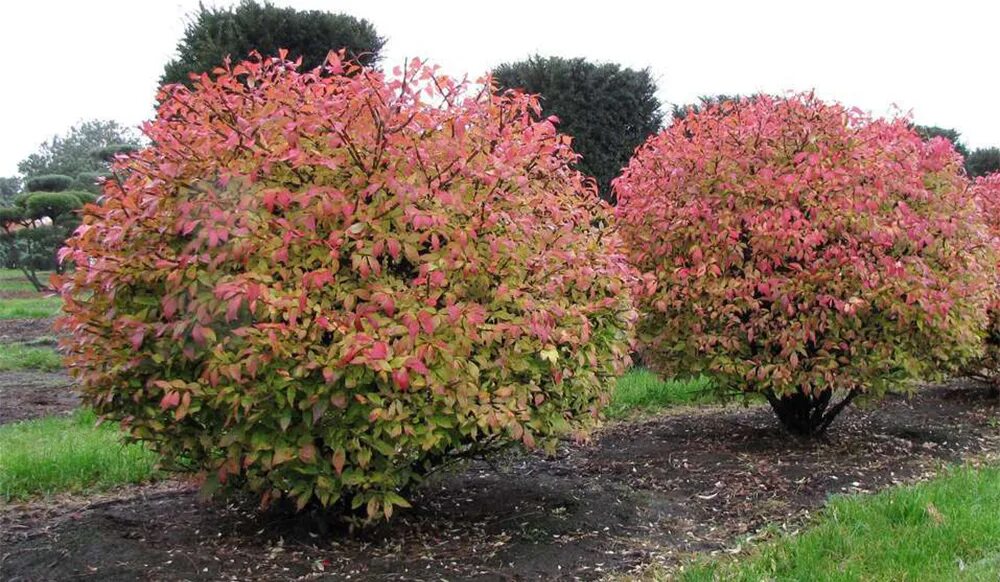 кустарники названия. спирея японская серая грефшейм. кустов в первый. дерен ауреа элегантиссима. топиарное искусство стрижка туи.