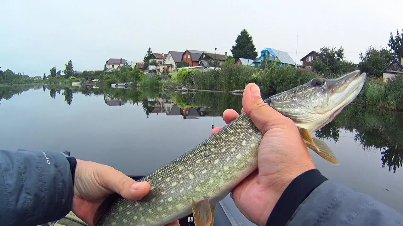 Щука камышах. Щука в камышах. Тростниковая щука. Рыбалка в камышах. Камыш и щука пиксельнаый.