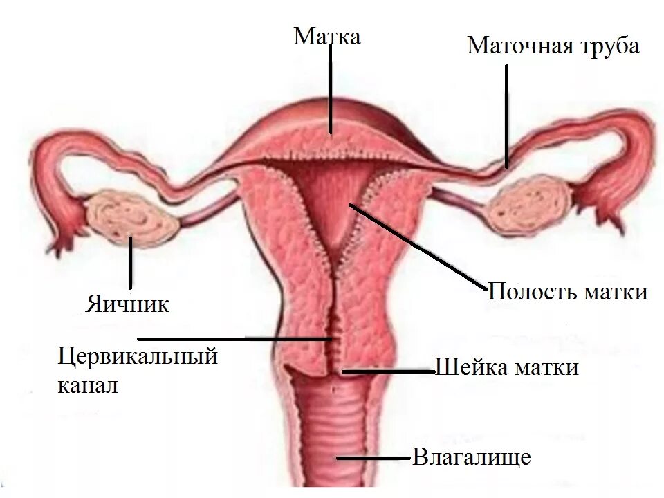 Строение матки и маточных труб. Маточная труба у женщин анатомия. Строение маточной трубы анатомия. Женские половые органы яичник