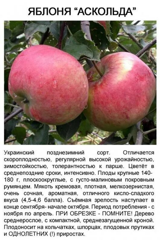 Яблоня спартан описание сорта фото отзывы морозостойкость. Яблоня спартан описание сорта. яблоня спартан яблоня. яблоня спартан (позднезимний сорт). яблоня спартан колоновидная описание.