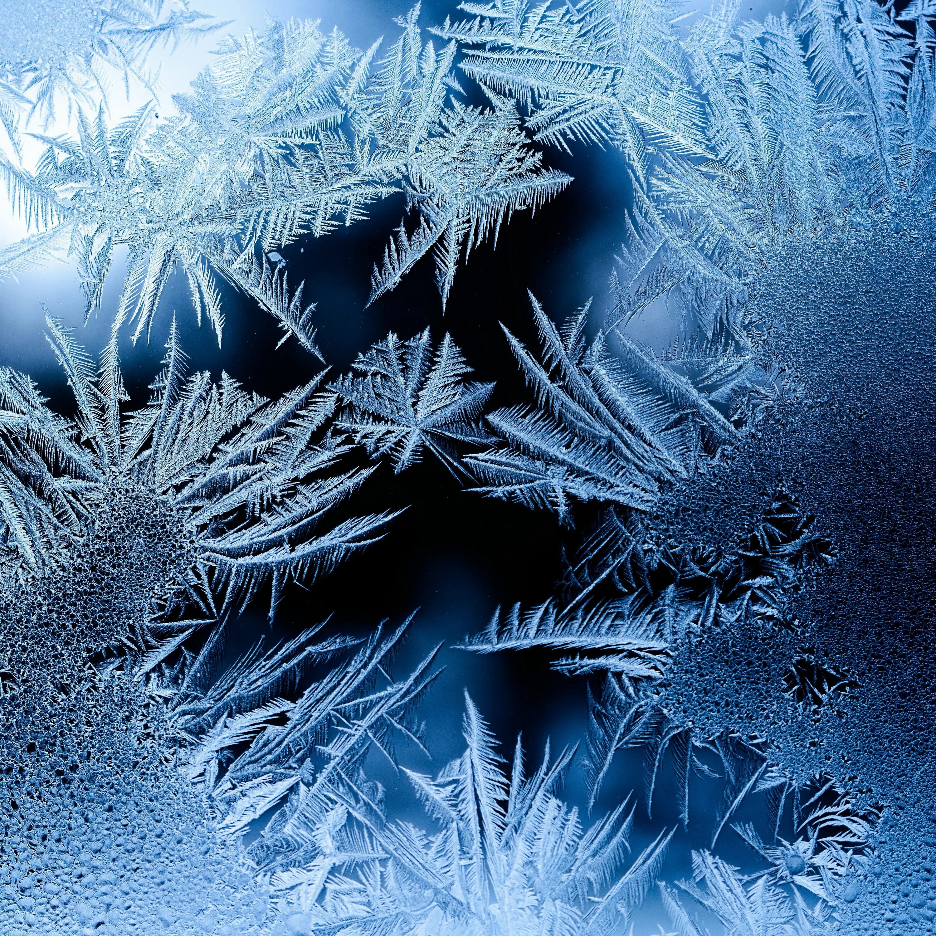 Морозное кружево. Снежные кружева. Иней на ветках деревьев. Снежинка и льдинка. Морозное кружево.