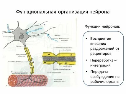 Передают нервные импульсы к рабочим органам