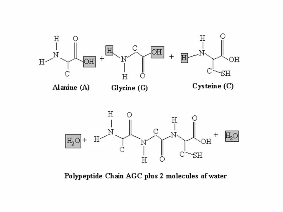 Валин и цистеин реакция. Глицин цистеин. Аланин и цистеин реакция. Глицин полипептид. Полипептиды цена