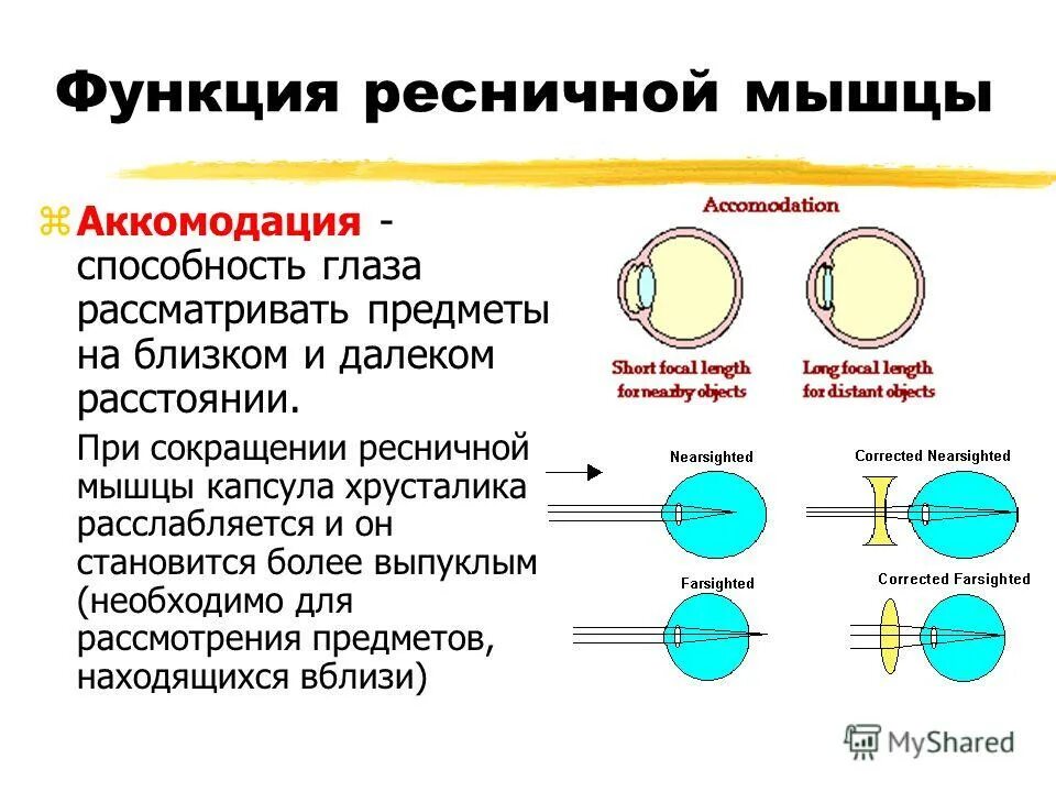 строение аккомодационного аппарата глаза. аккомодация цилиарное тело. ресничная мышца и хрусталик. ресничная мышца функции. сокращение ресничной мышцы.