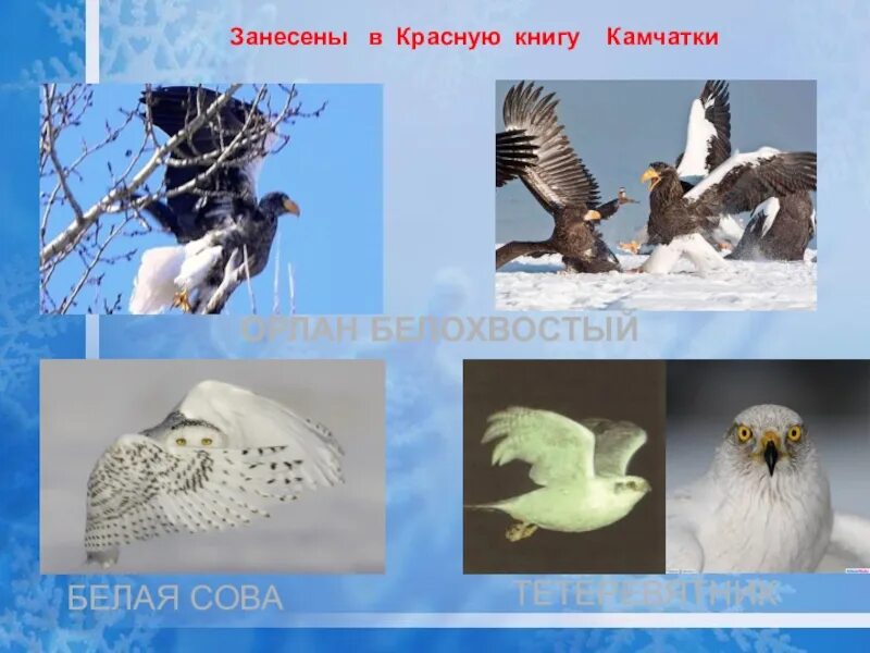 Красная книга Камчатского края. Т. 2. Петропавловск-Камчатский, 2018. Большая ро