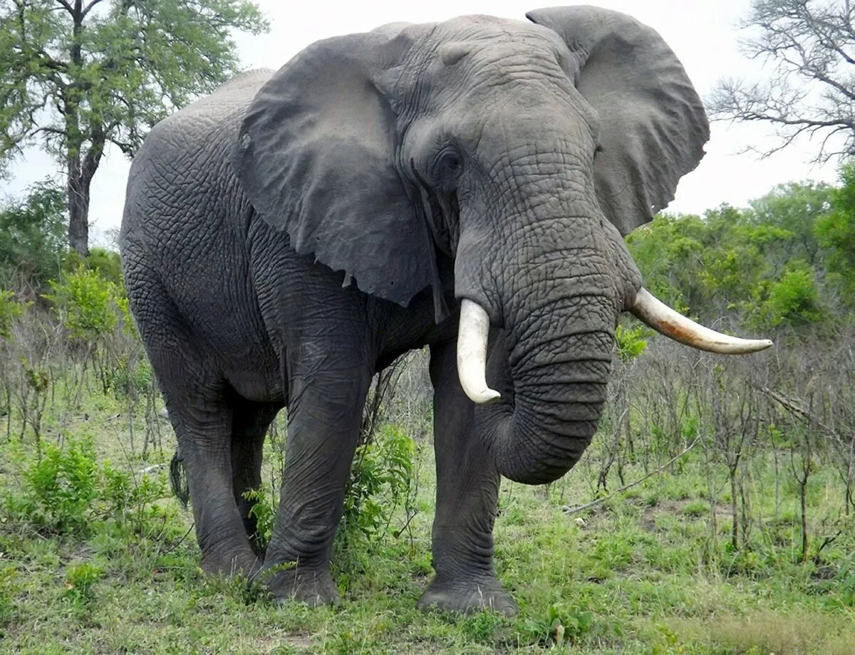 Elephant перевод. Слон Йоси. Самый большой слон. Огромные слоны. Самые большие слоны.