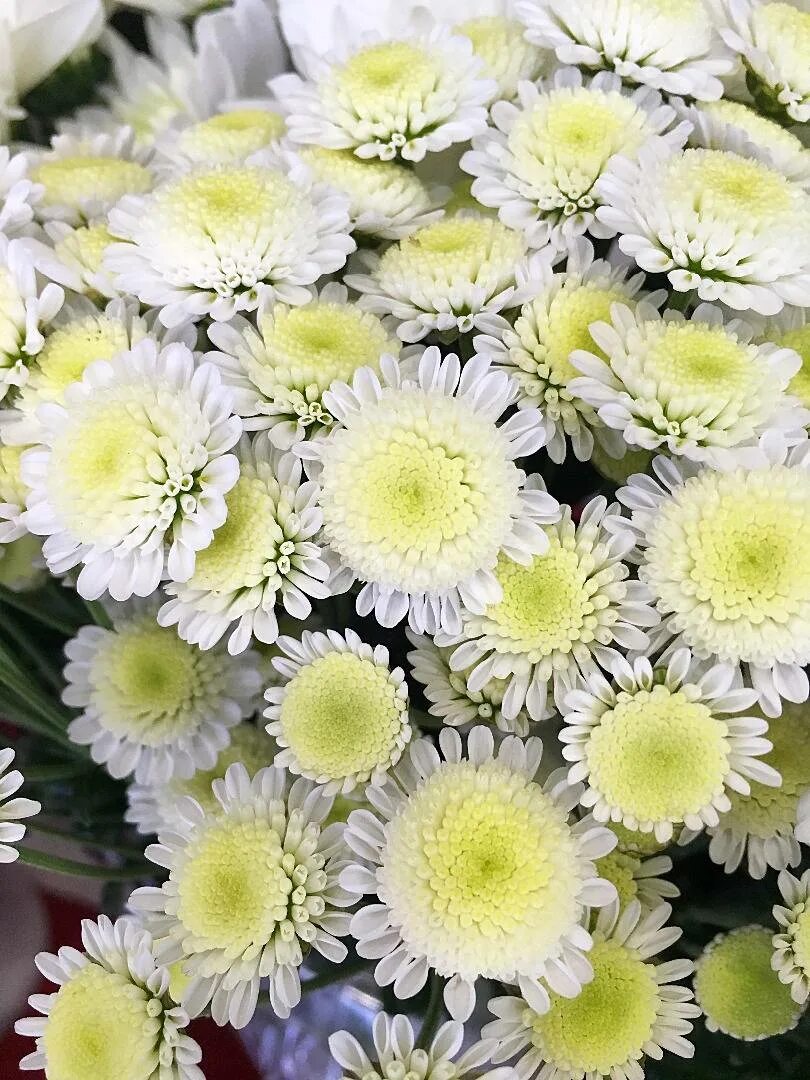 хризантема название. хризантема кустовая бакарди. хризантема кустовая пина колада. хризантема корейская эвелин буш. хризантема джиджи сноу.