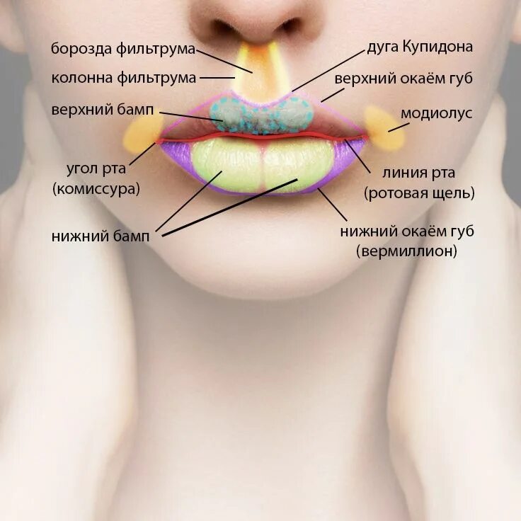 Строение губ. Строение губ человека. Верхний край губы