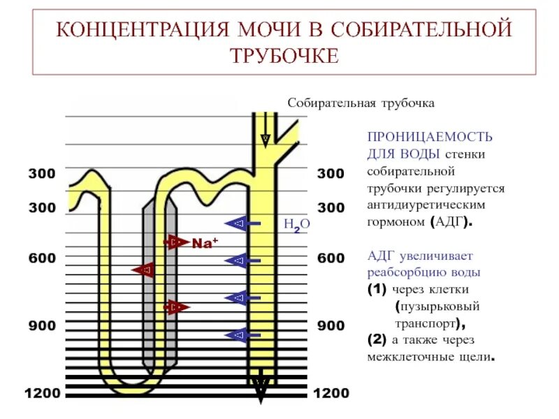 Движение мочи по собирательным трубочкам пирамид. Проницаемость собирательных трубочек для воды регулируется. Проницаемость собирательных трубочек это. Собирательная трубочка проницаема для воды. Концентрирование мочи.