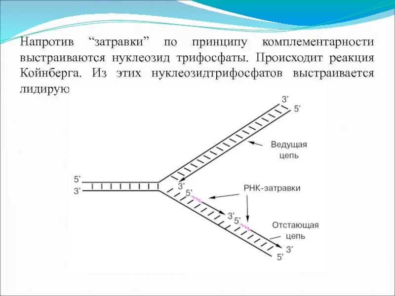 Ведущая цепь ДНК. Схема репликации ДНК лидирующая цепь. Лидирующая и отстающая цепь ДНК. Антипараллельность цепей ДНК.