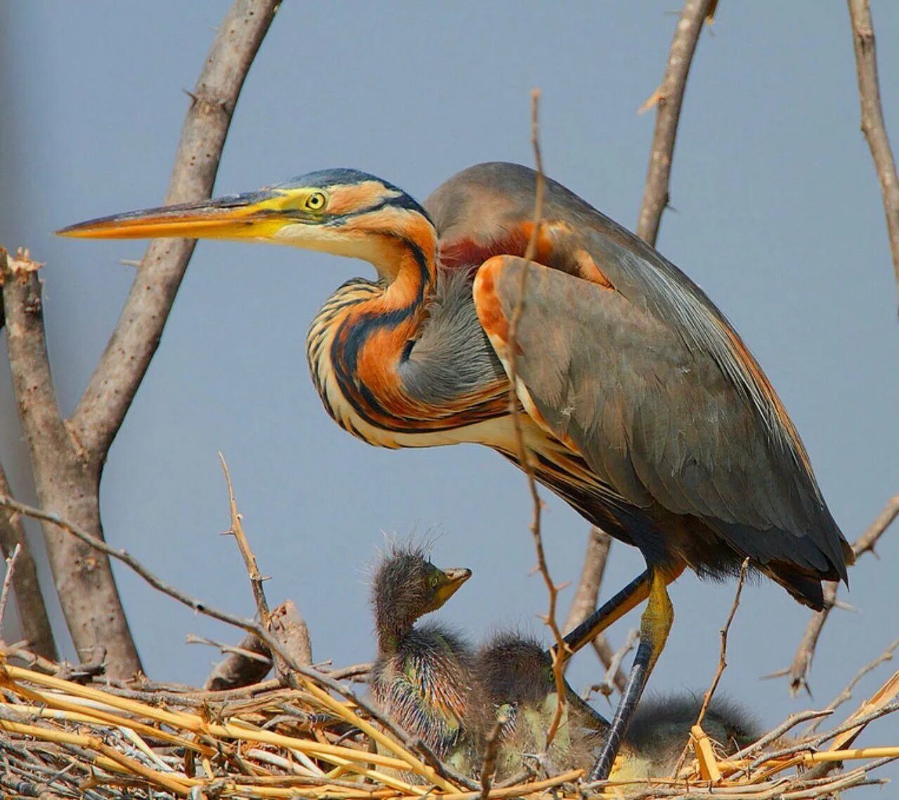 Серая цапля. Птицы цапли виды. Птицы цапли виды. Птица серая цапля. Аистообразные (ciconiiformes).
