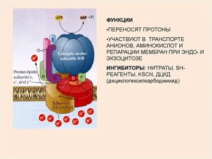 Участвует в транспорте газов