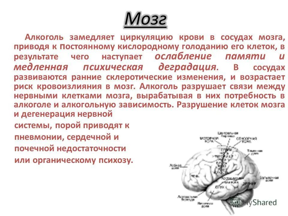 Анализ крови на мозг